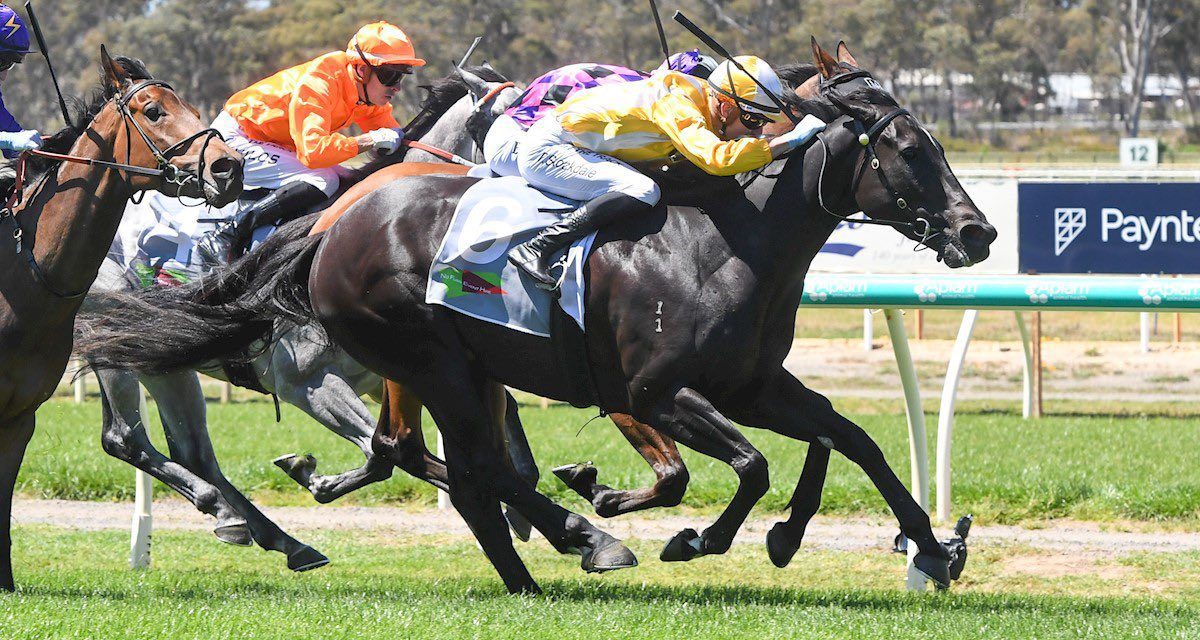 Blackberry Bomb’s Classy Win At Bendigo