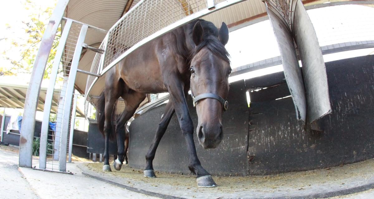 Journey with Simon Zahra Racing Yearlings