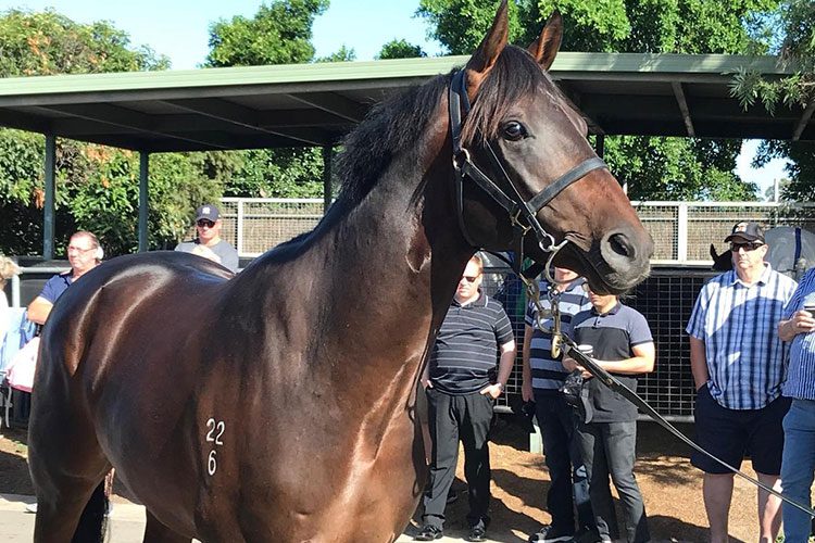 Melbourne Horse Racing Syndicates