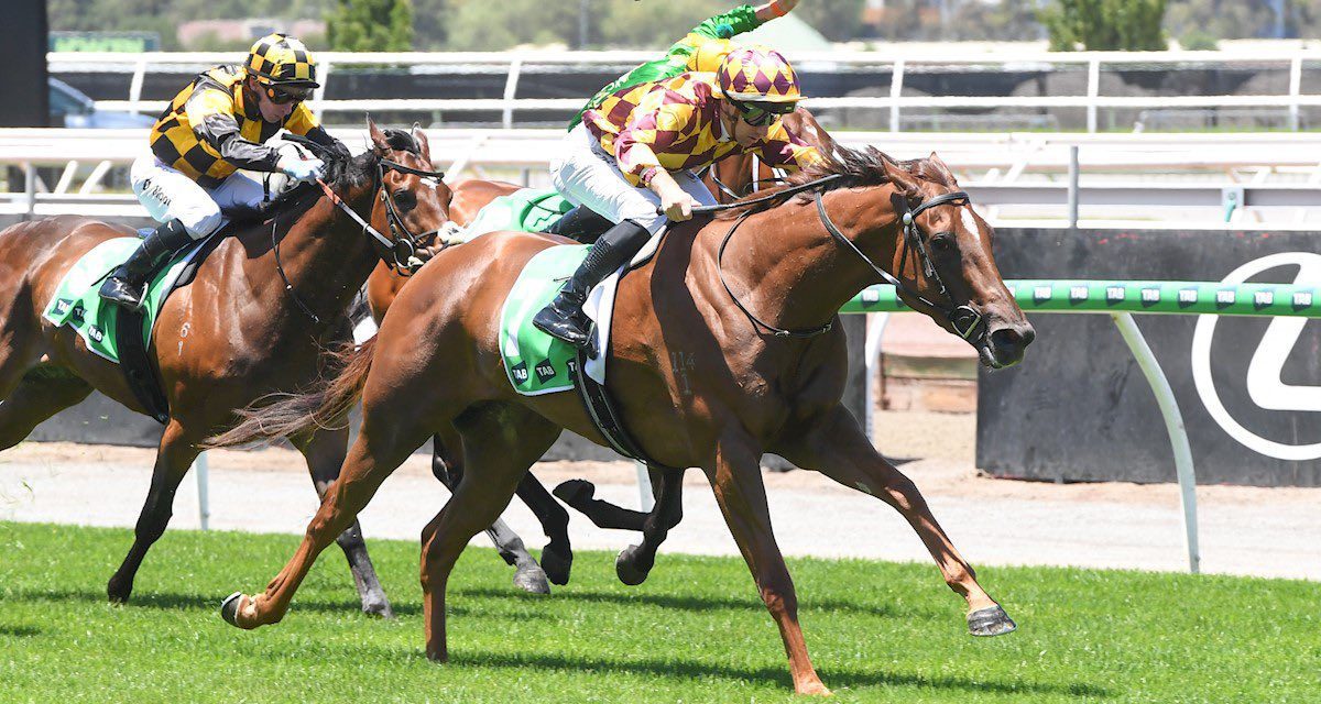 Xarpo Starts 2025 With A Bang At Flemington